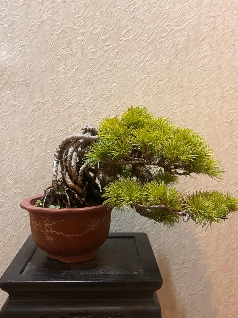 希少激レア！鬼才関野正作　根上がり半懸崖　五葉松　小品　盆栽　黒松　真柏
