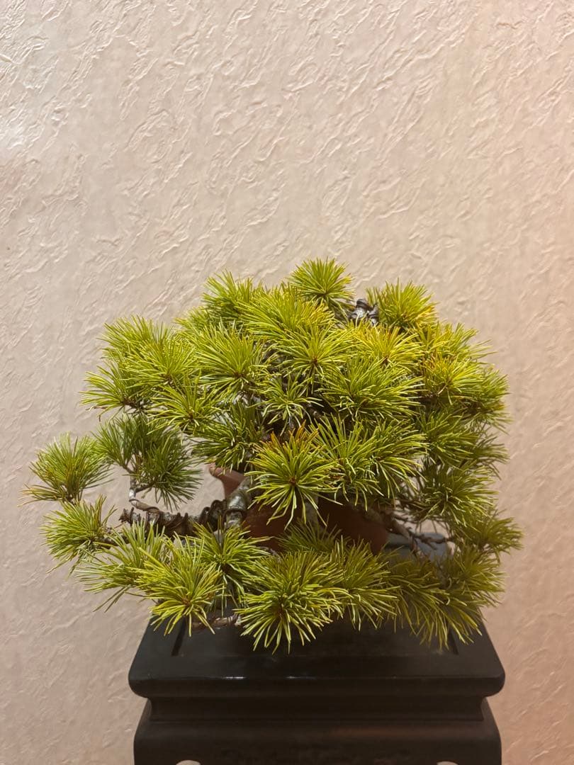 希少激レア！鬼才関野正作　根上がり半懸崖　五葉松　小品　盆栽　黒松　真柏