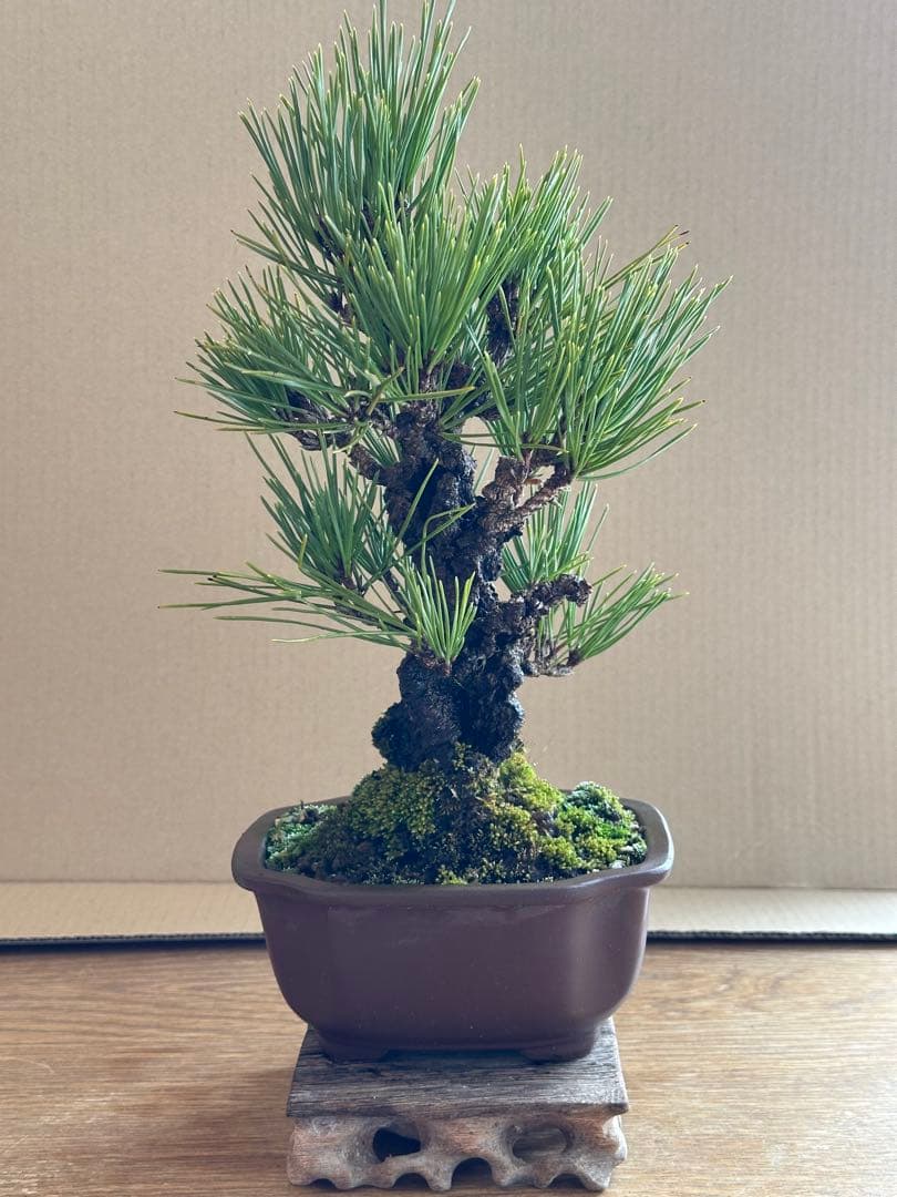 盆栽 小品盆栽 錦松(夢錦)-6