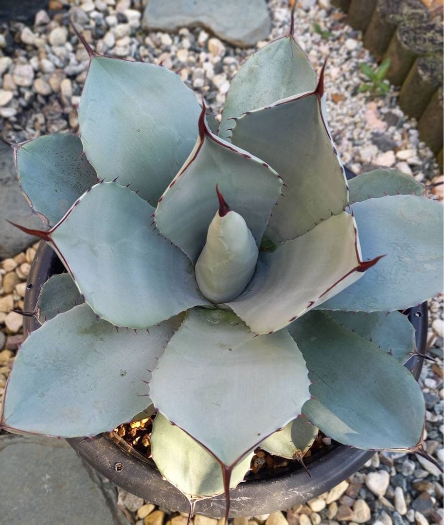 パリー トランカータ