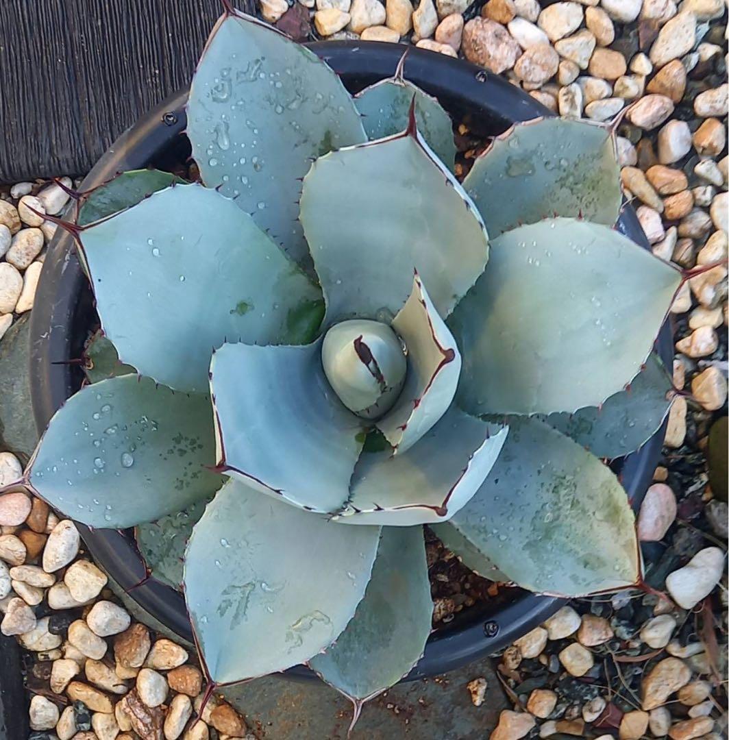 パリー トランカータ