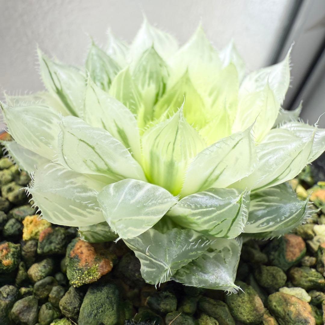 多肉植物 ハオルチア 自宅実生オブツーサ錦 36番 糊斑1点物 9.5cm鉢