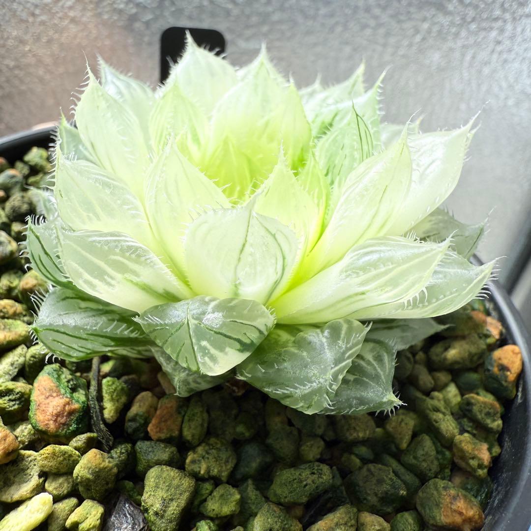 多肉植物 ハオルチア 自宅実生オブツーサ錦 36番 糊斑1点物 9.5cm鉢