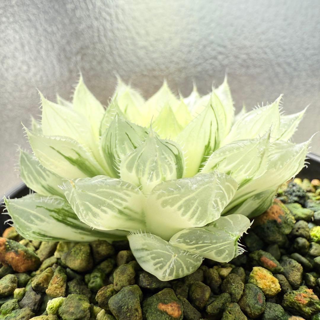 多肉植物 ハオルチア 自宅実生オブツーサ錦 36番 糊斑1点物 9.5cm鉢
