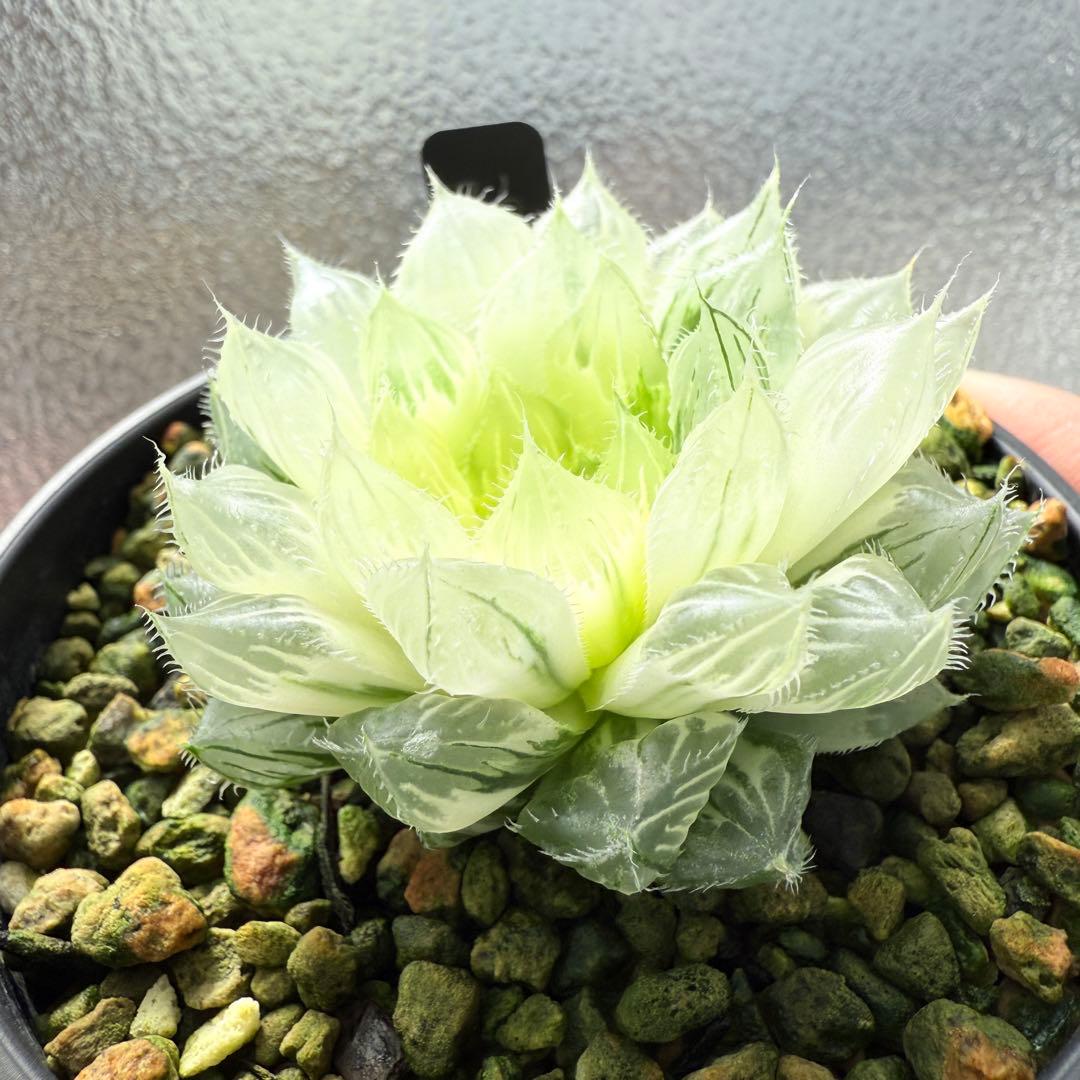 多肉植物 ハオルチア 自宅実生オブツーサ錦 36番 糊斑1点物 9.5cm鉢