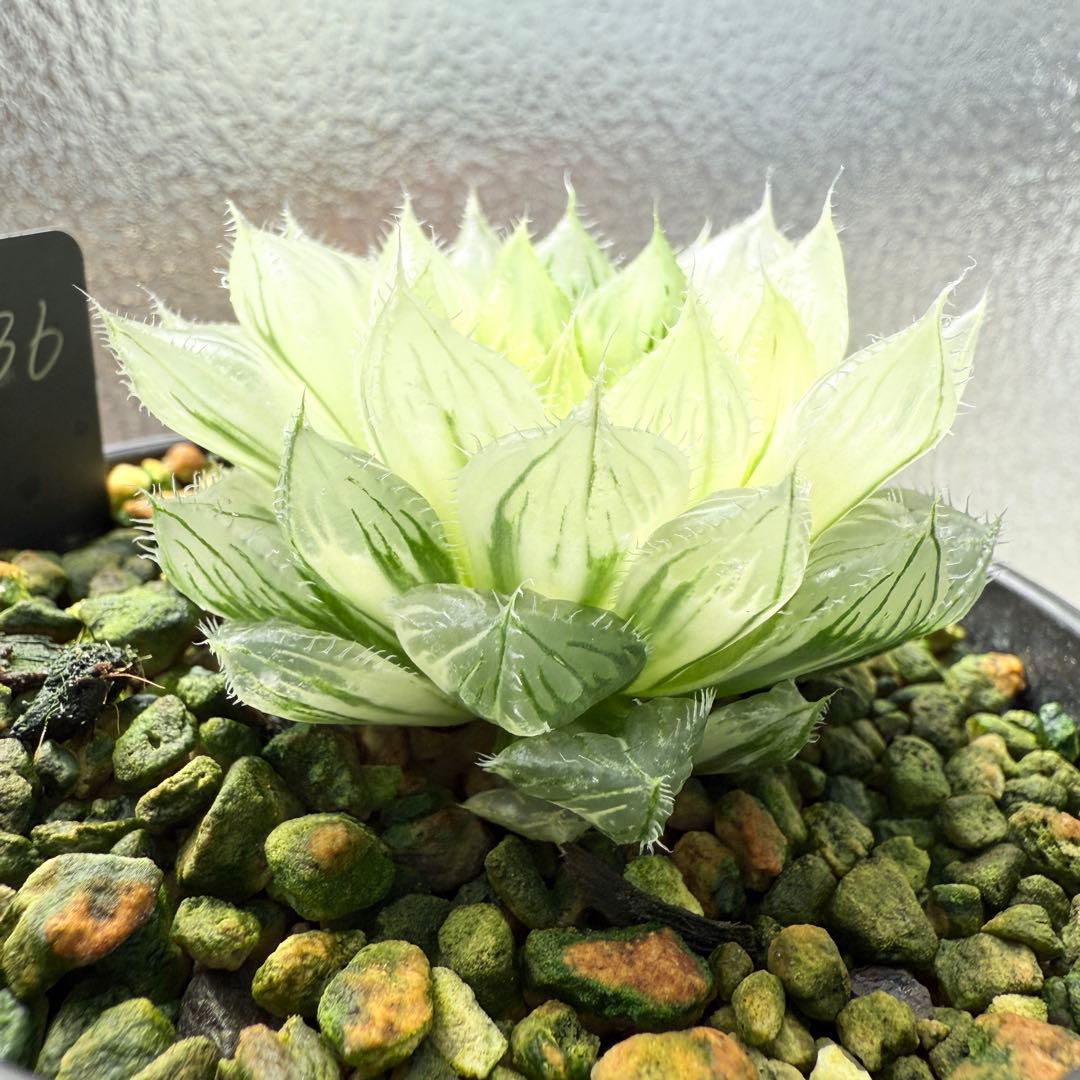 多肉植物 ハオルチア 自宅実生オブツーサ錦 36番 糊斑1点物 9.5cm鉢
