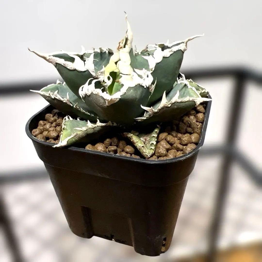 ルミア様　お取り置き品