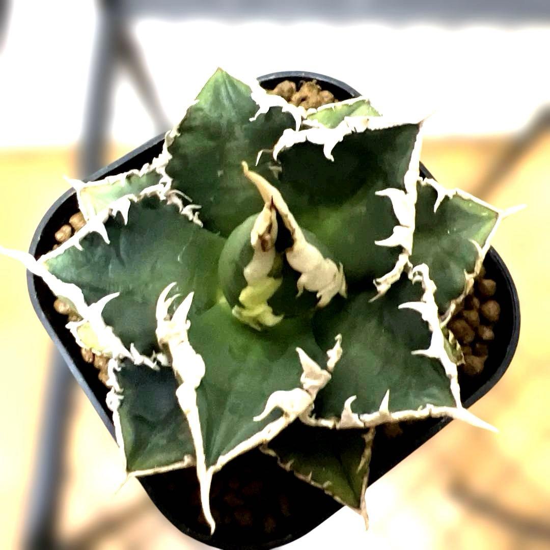 ルミア様　お取り置き品