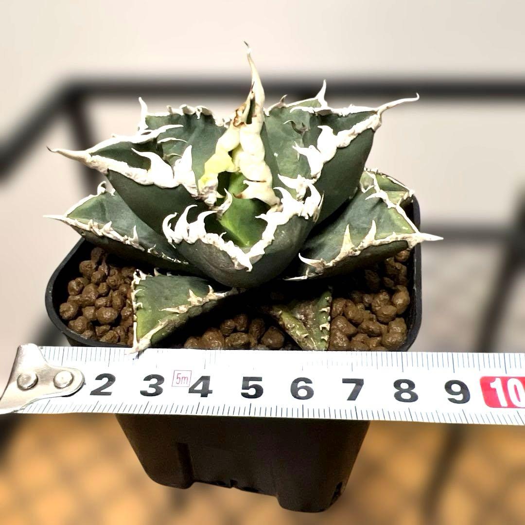 ルミア様　お取り置き品