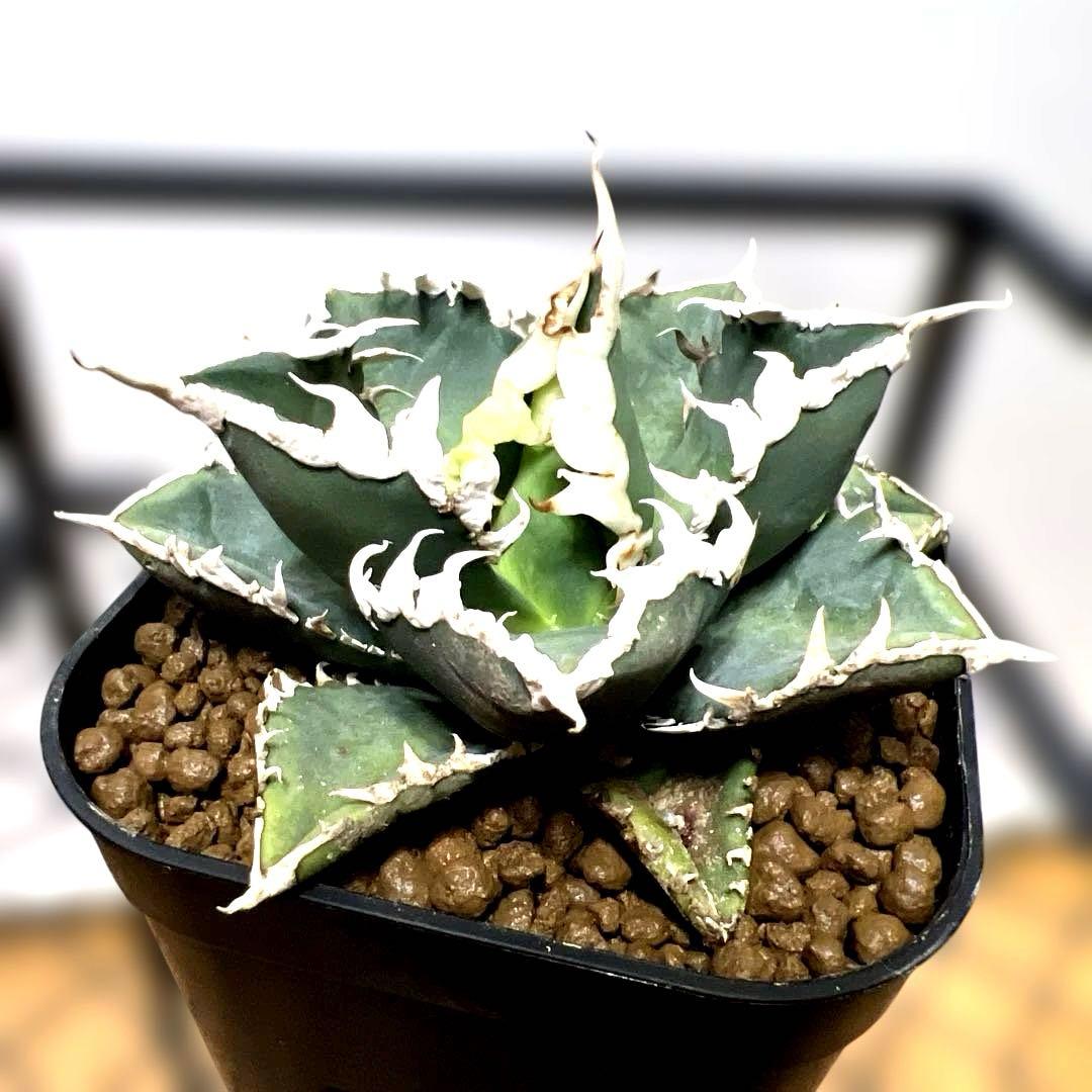 ルミア様　お取り置き品