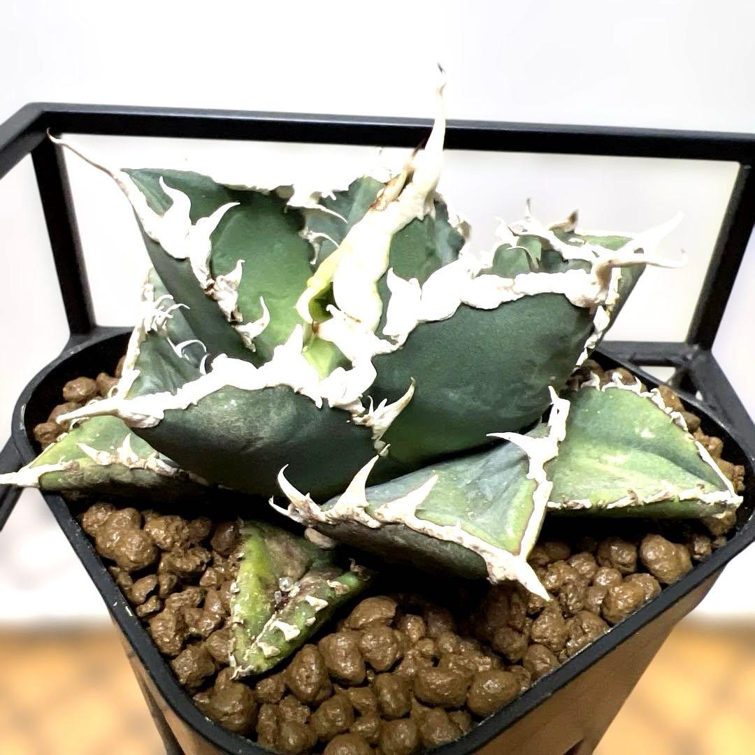 ルミア様　お取り置き品