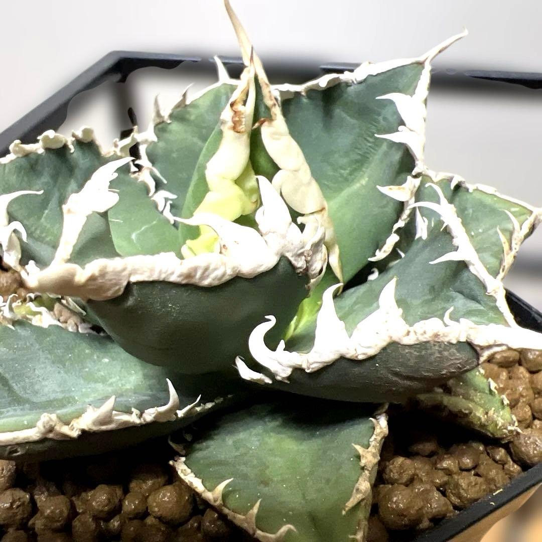 ルミア様　お取り置き品