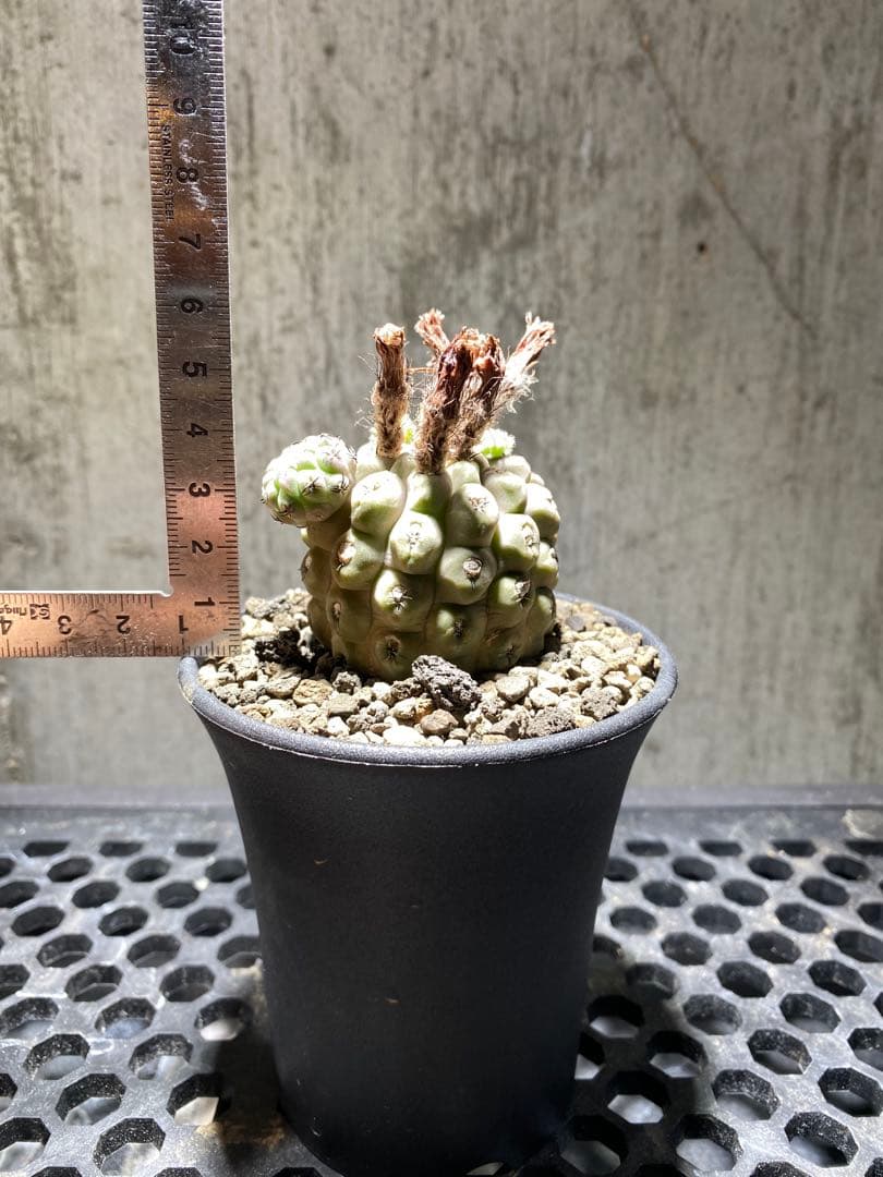 実生10年!!エリオシケ　ナピナ　コピアポア