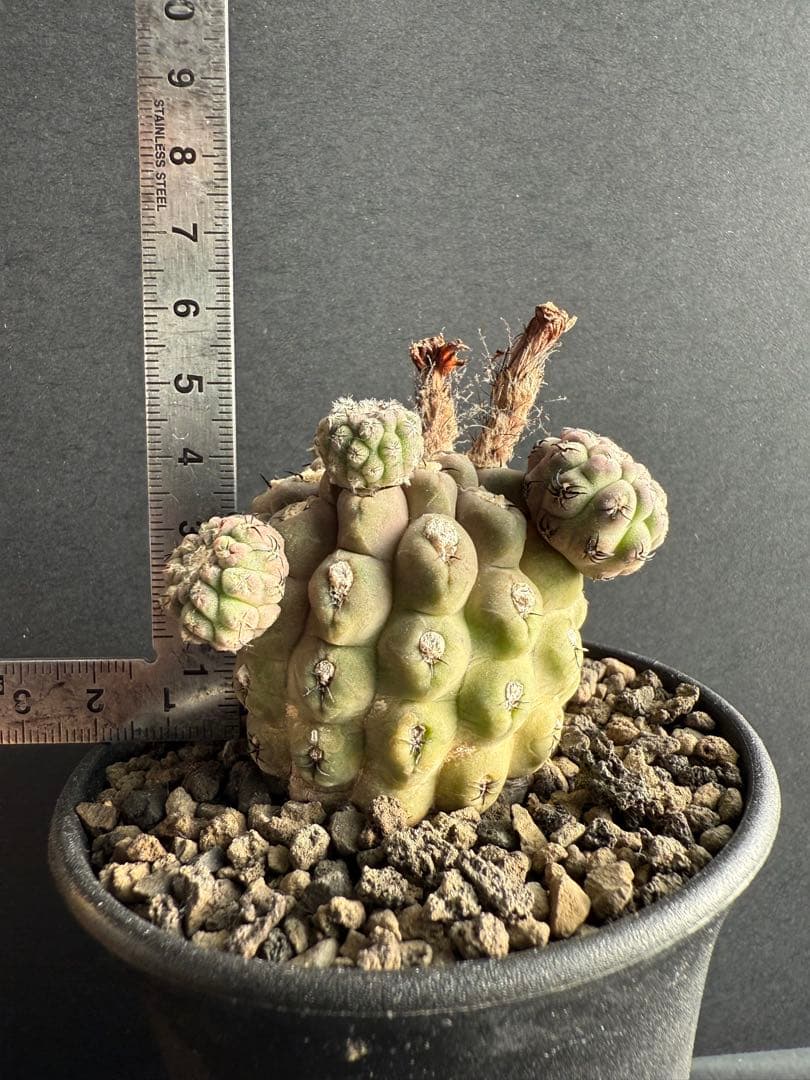 実生10年!!エリオシケ　ナピナ　コピアポア