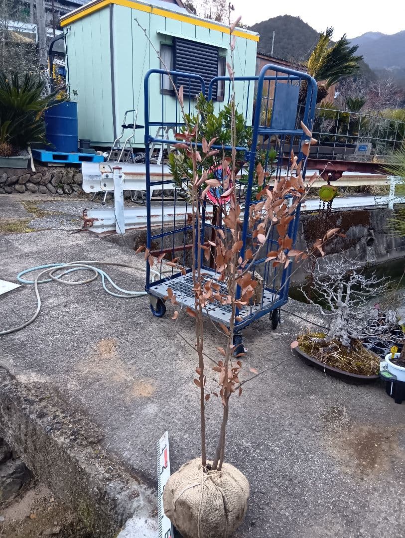 ヤマコウバシ（高さ約2.0.株立特大サイズ）