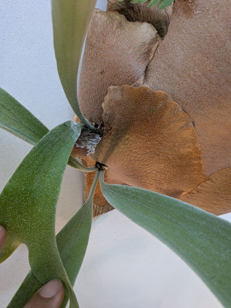 ビカクシダ 壁掛け用 観葉植物