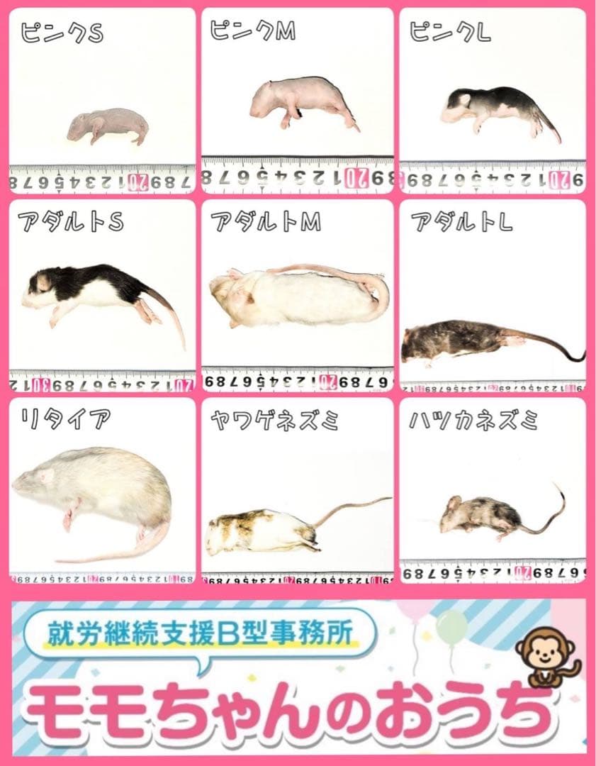 ニコニコ冷凍ラット