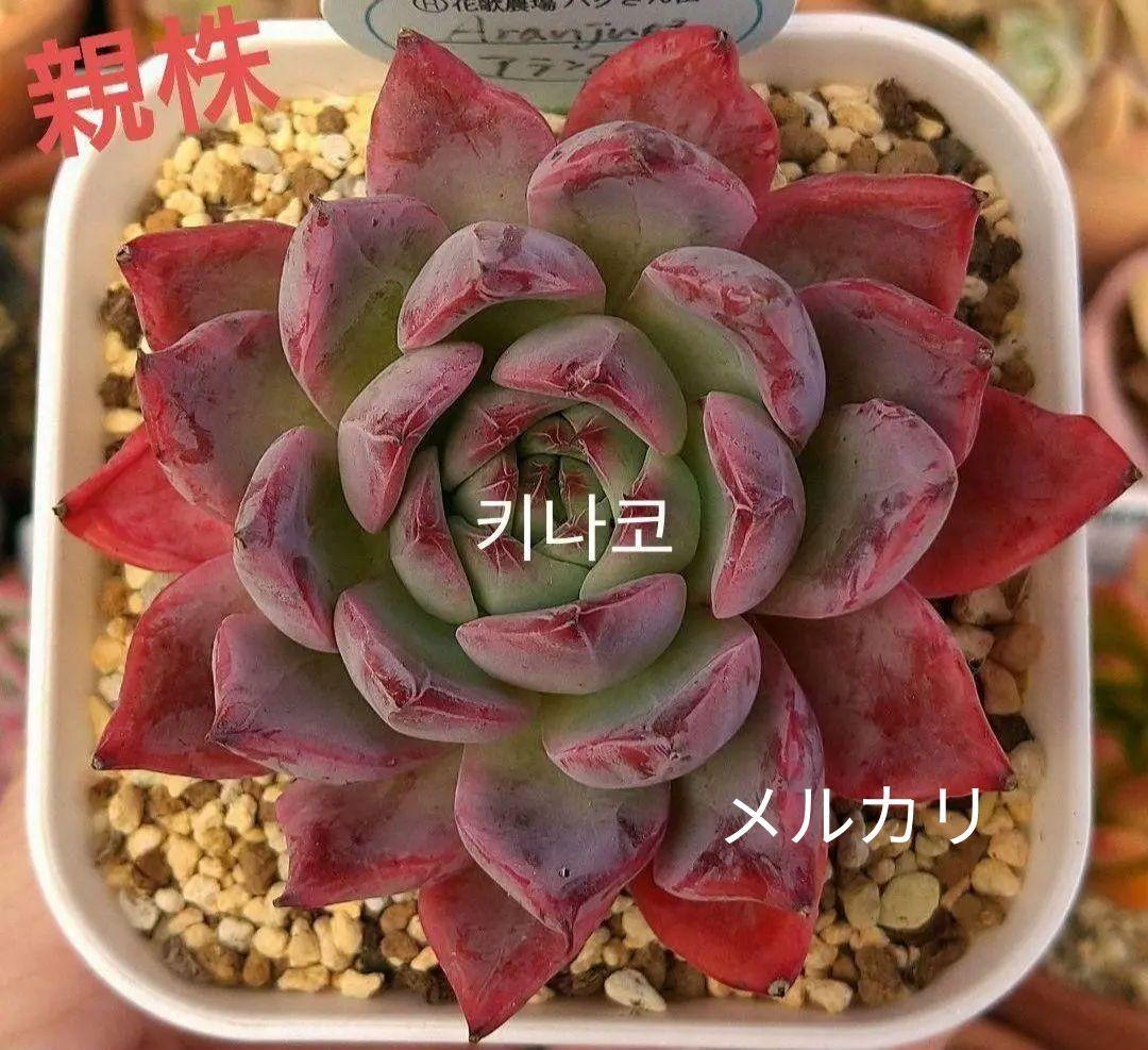 アランフェス Aranjuez パクさん 韓国苗 花歌農場 多肉植物