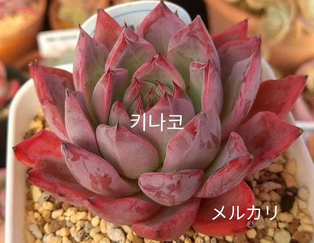 アランフェス Aranjuez パクさん 韓国苗 花歌農場 多肉植物