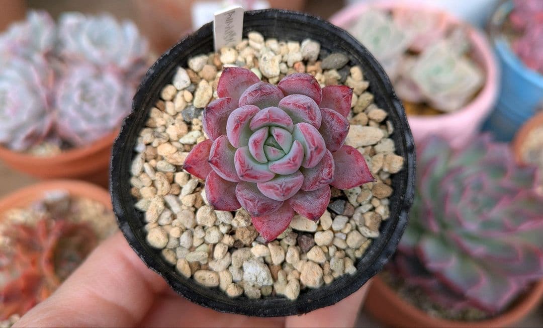 アランフェス Aranjuez パクさん 韓国苗 花歌農場 多肉植物