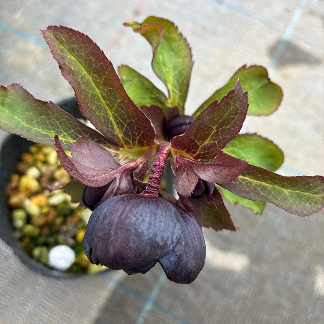 クリスマスローズ　ブラックフラッシュカップ咲き　珍しい？　4.5寸