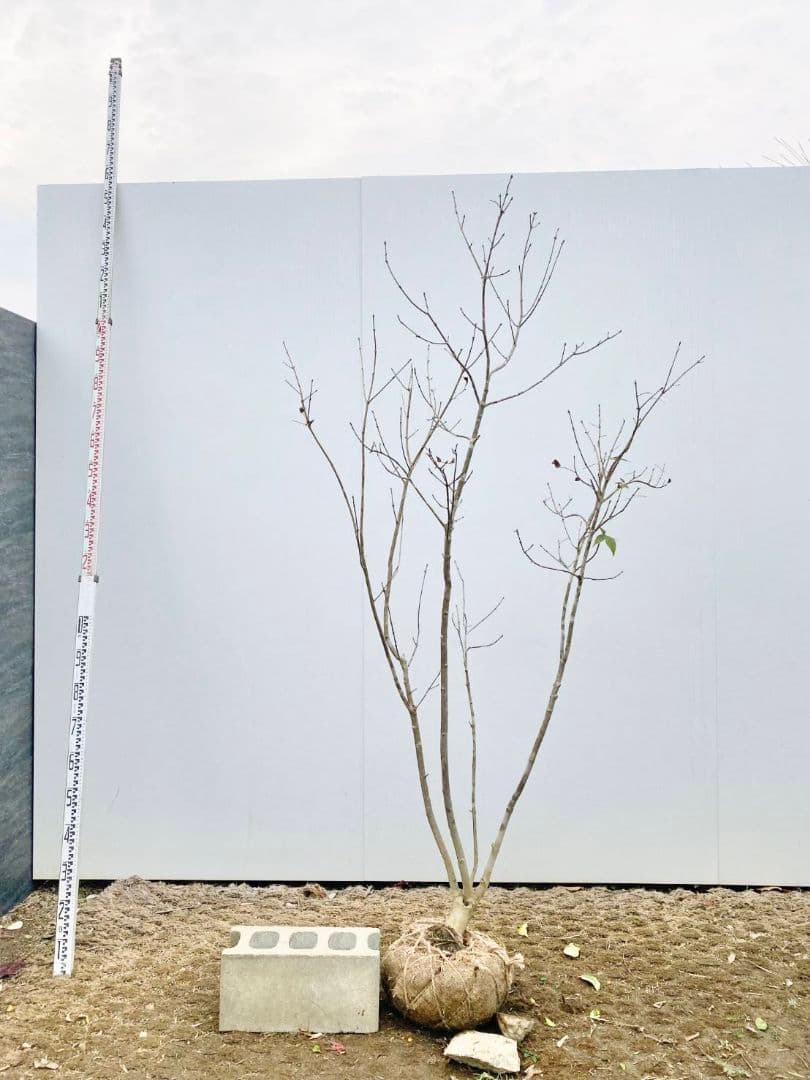 アオダモ　株立ち　/896 着払い品