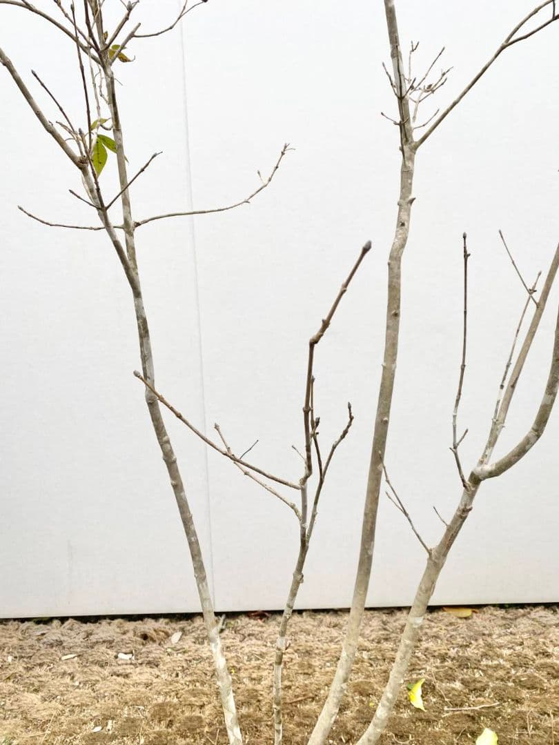 アオダモ　株立ち　/896 着払い品