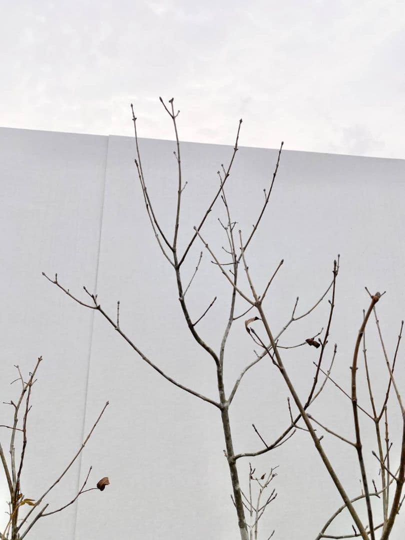 アオダモ　株立ち　/896 着払い品