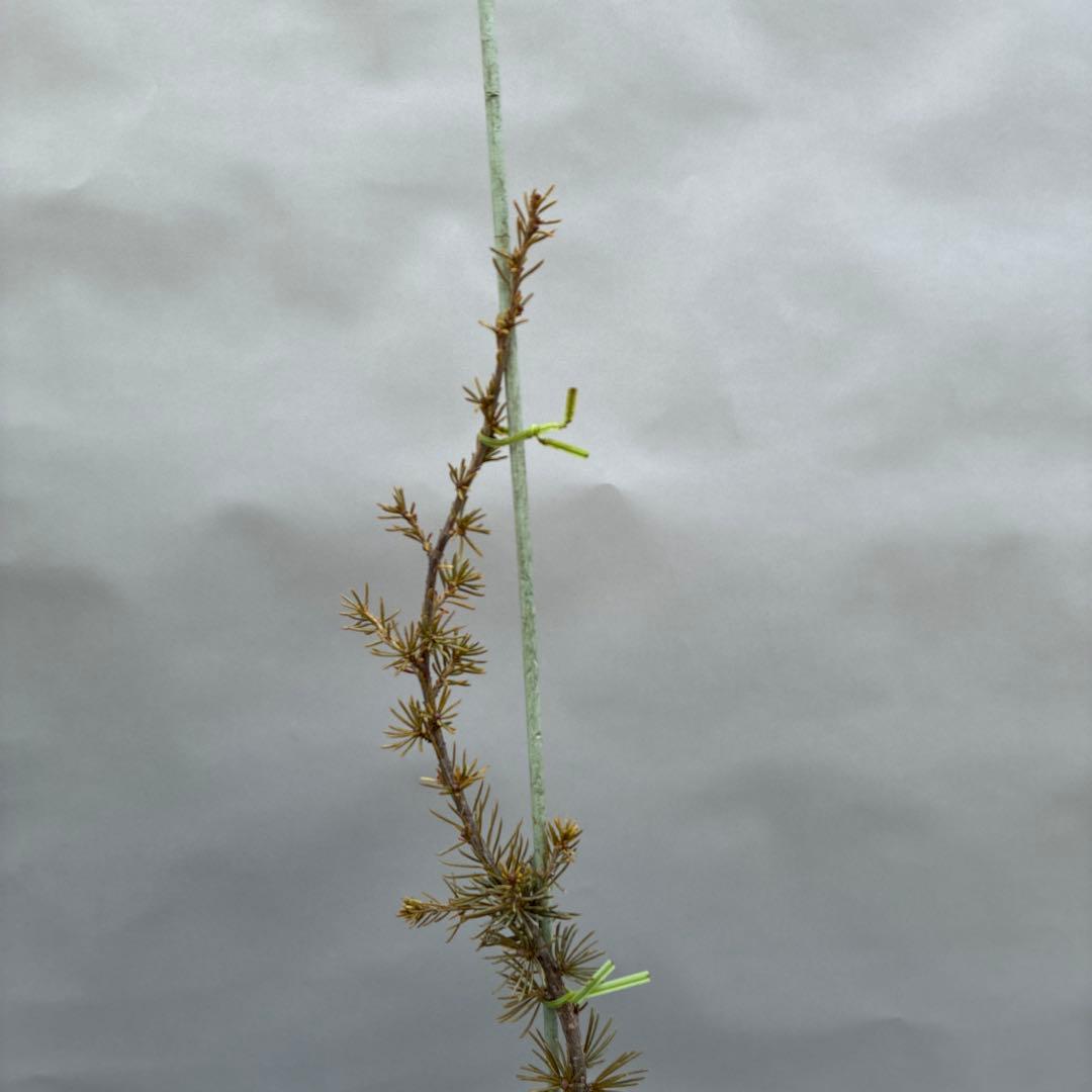 アトラスシーダー　グラウカ　ペンデュラ