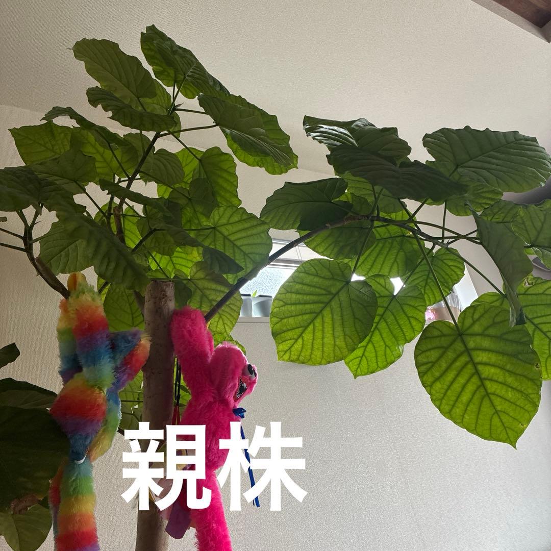 フィカス 約70cm ハート型葉　ウンベラータ　太幹