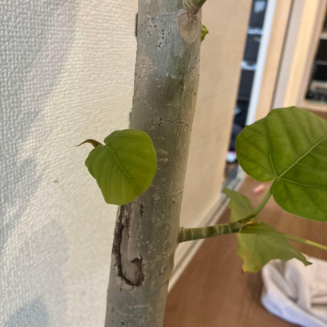フィカス 約70cm ハート型葉　ウンベラータ　太幹