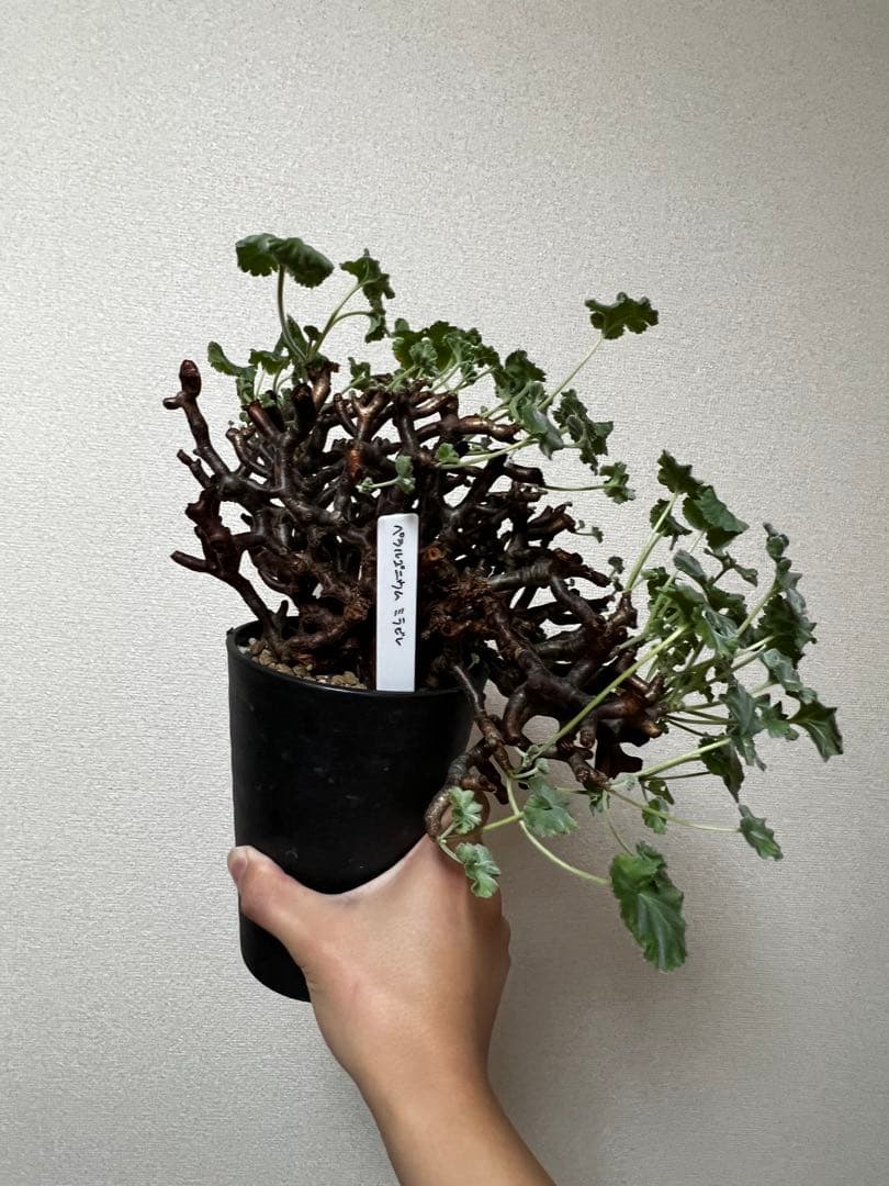 ペラルゴニウムミラビレ 大株