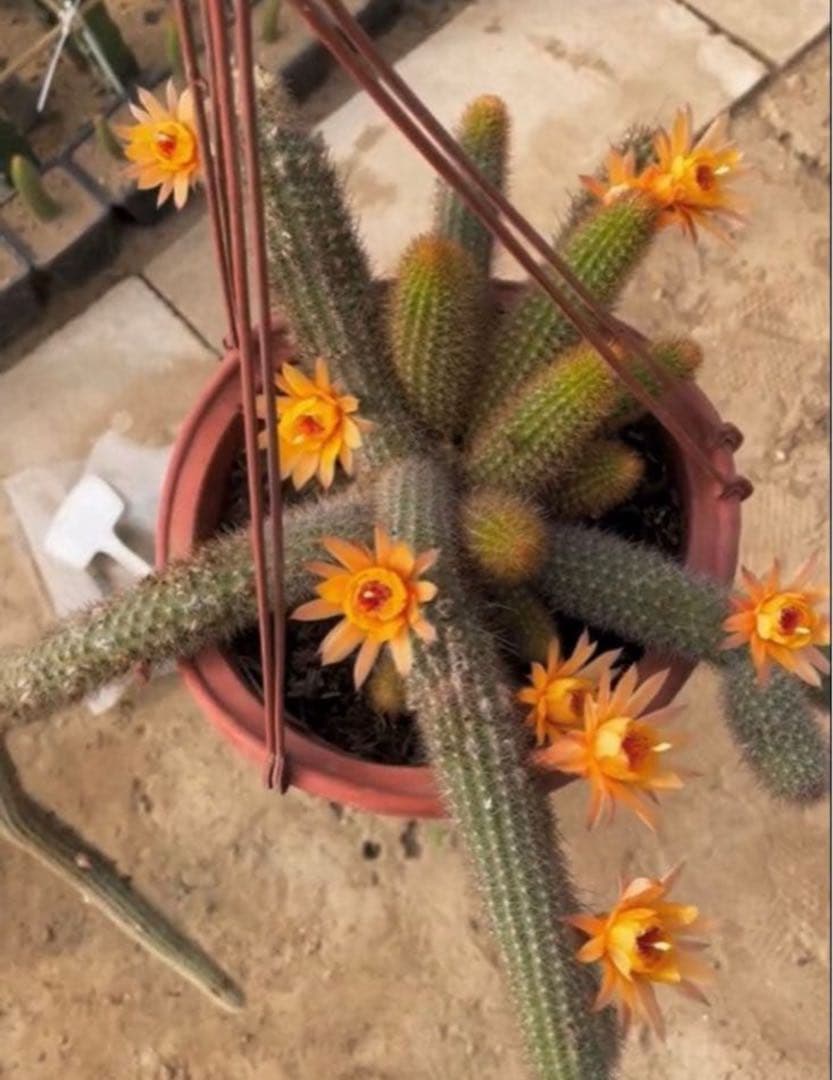 多肉植物　花サボテン　金紐シリーズ 黄水晶