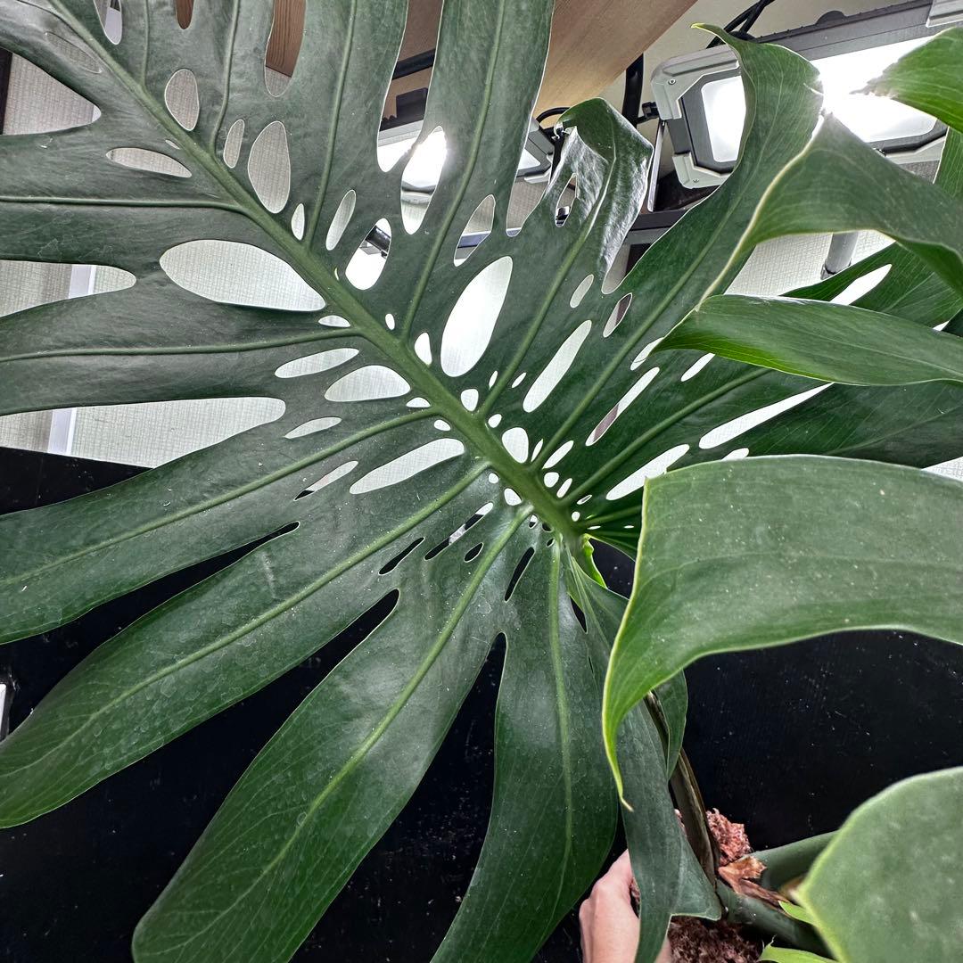 モンステラデリシオーサマクロコズム超希少系統鉢植え105㎝