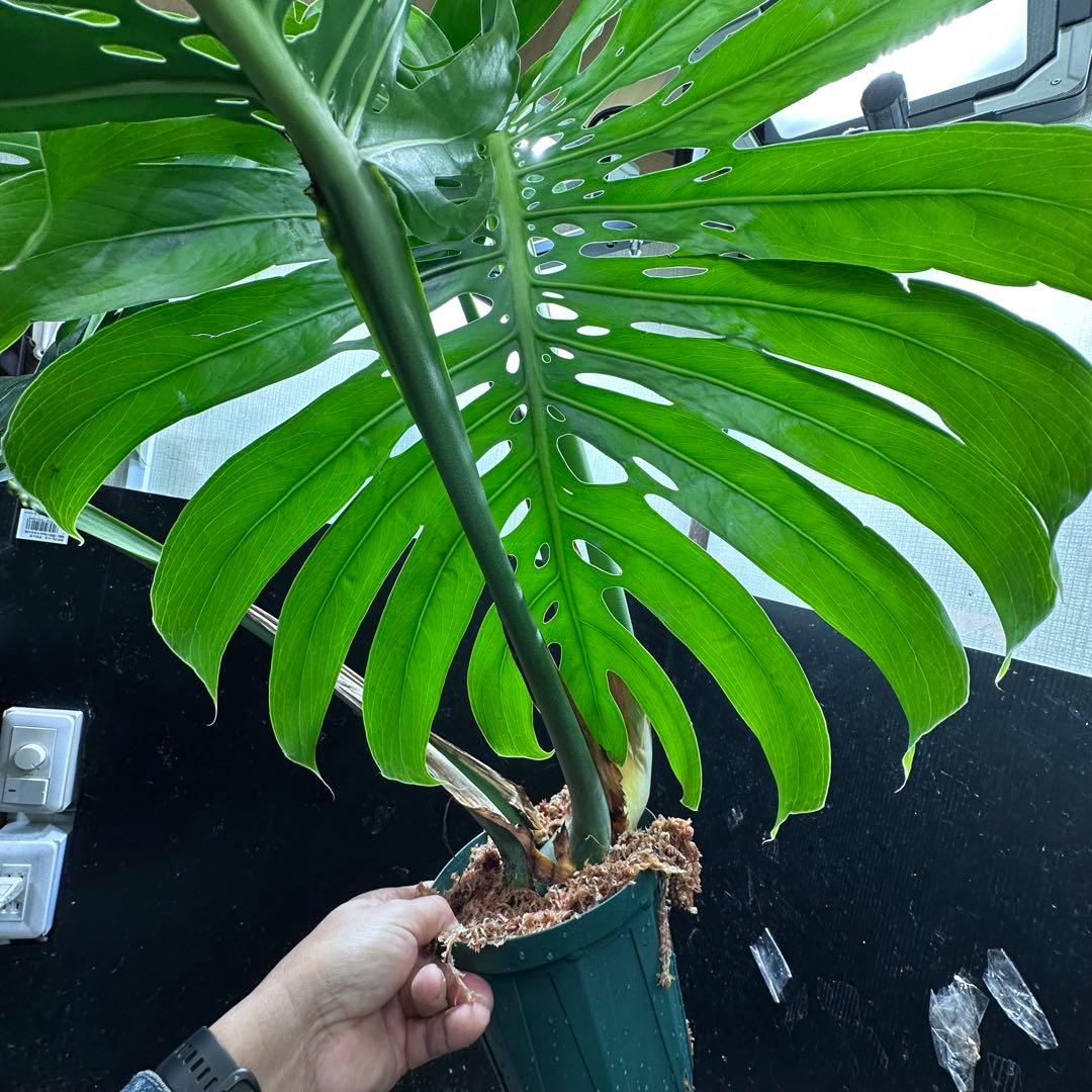 モンステラデリシオーサマクロコズム超希少系統鉢植え105㎝