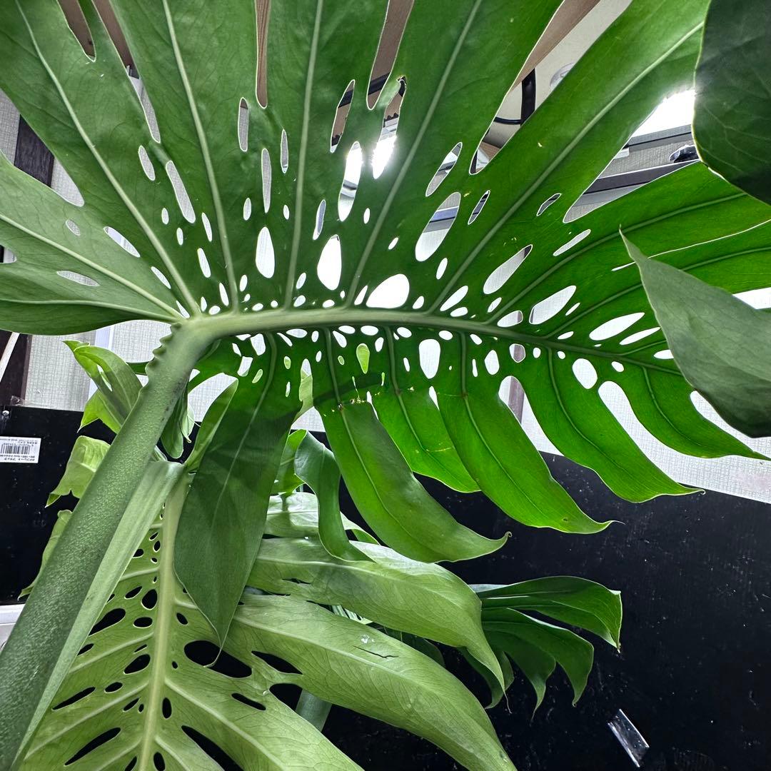 モンステラデリシオーサマクロコズム超希少系統鉢植え105㎝