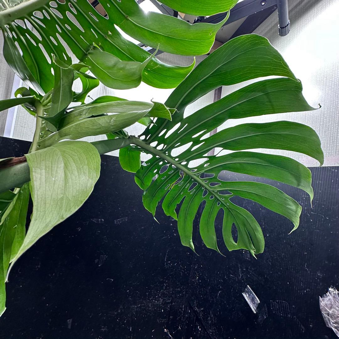 モンステラデリシオーサマクロコズム超希少系統鉢植え105㎝