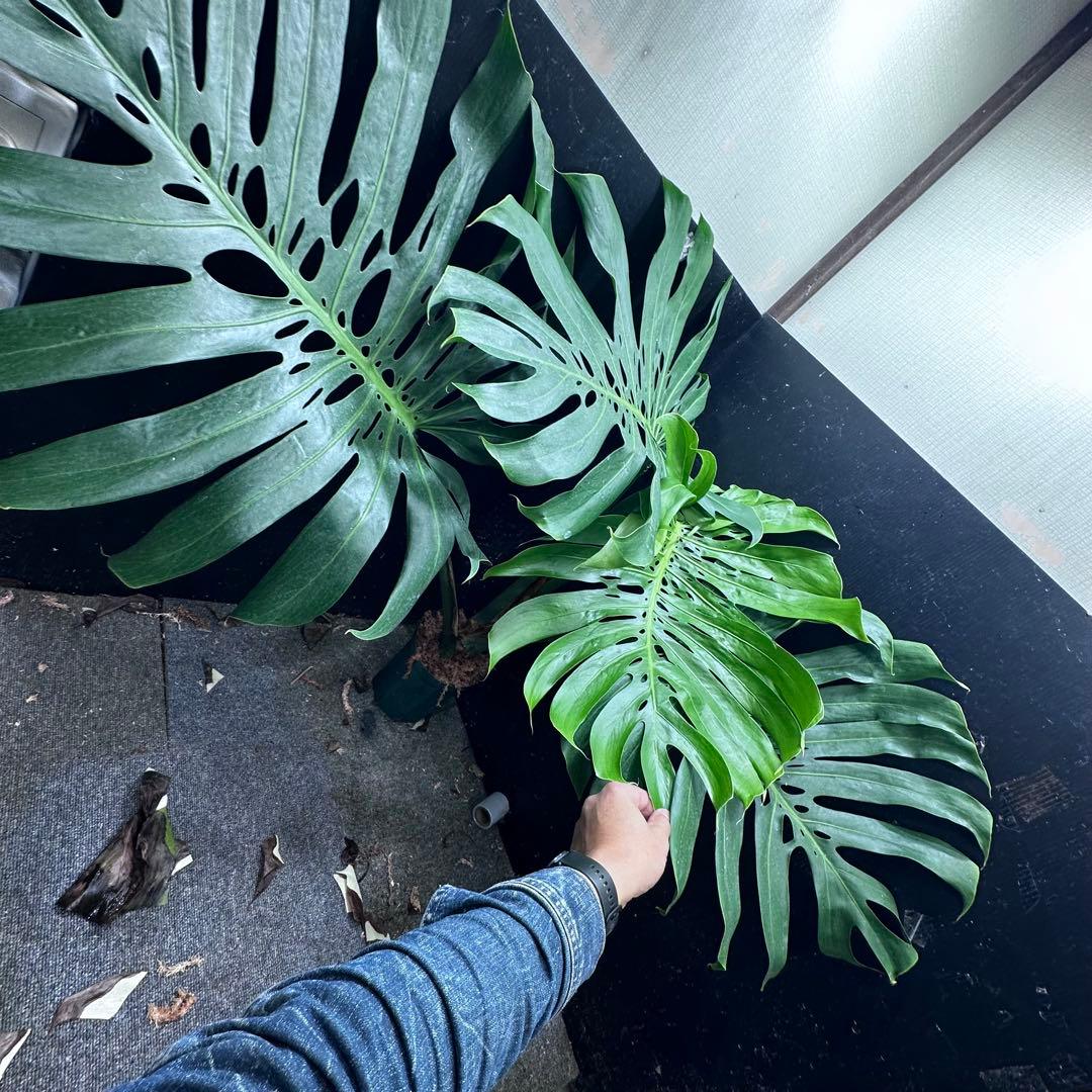 モンステラデリシオーサマクロコズム超希少系統鉢植え105㎝