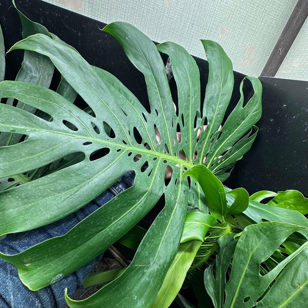 モンステラデリシオーサマクロコズム超希少系統鉢植え105㎝