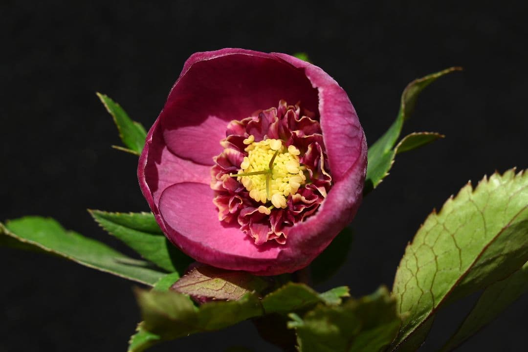 クリスマスローズ　sd小輪レッドソフトカップ咲き　加藤農園