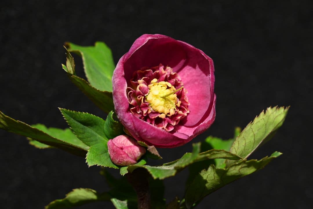 クリスマスローズ　sd小輪レッドソフトカップ咲き　加藤農園