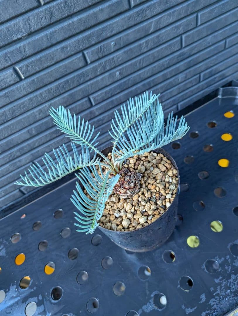 6 最高級 スーパーブルー ドワーフ サイカス カイルンシアナ コレクション株