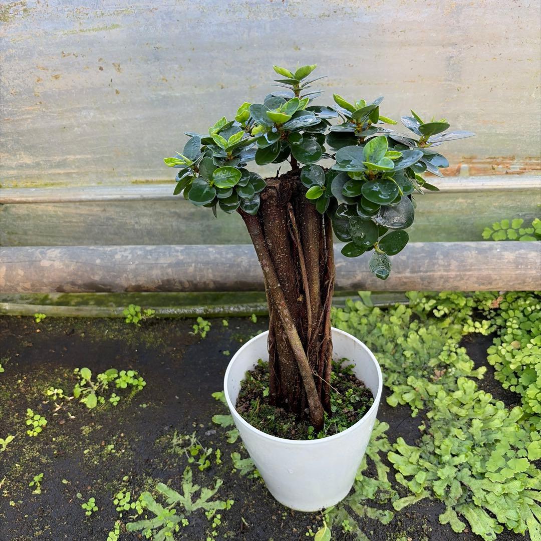 パンダガジュマル　コパンダ接木　5号