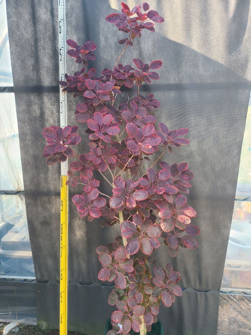 NO1スモークツリーロイヤルパープル接木高さ170cm