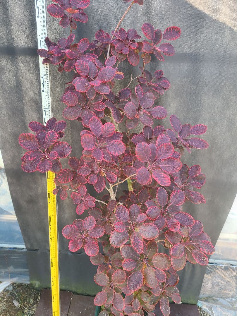 NO1スモークツリーロイヤルパープル接木高さ170cm