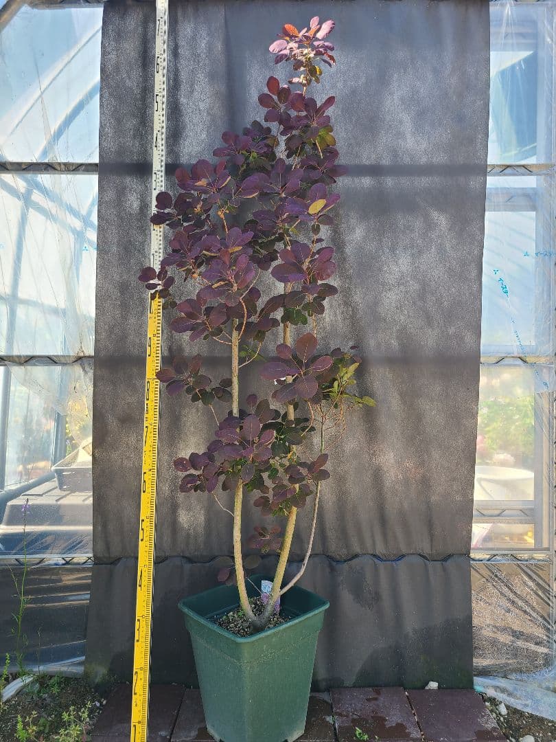 NO1スモークツリーロイヤルパープル接木高さ170cm