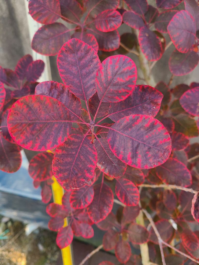 NO1スモークツリーロイヤルパープル接木高さ170cm