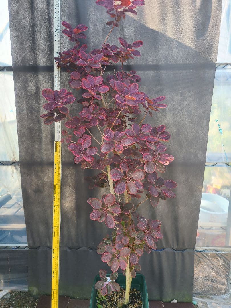NO1スモークツリーロイヤルパープル接木高さ170cm