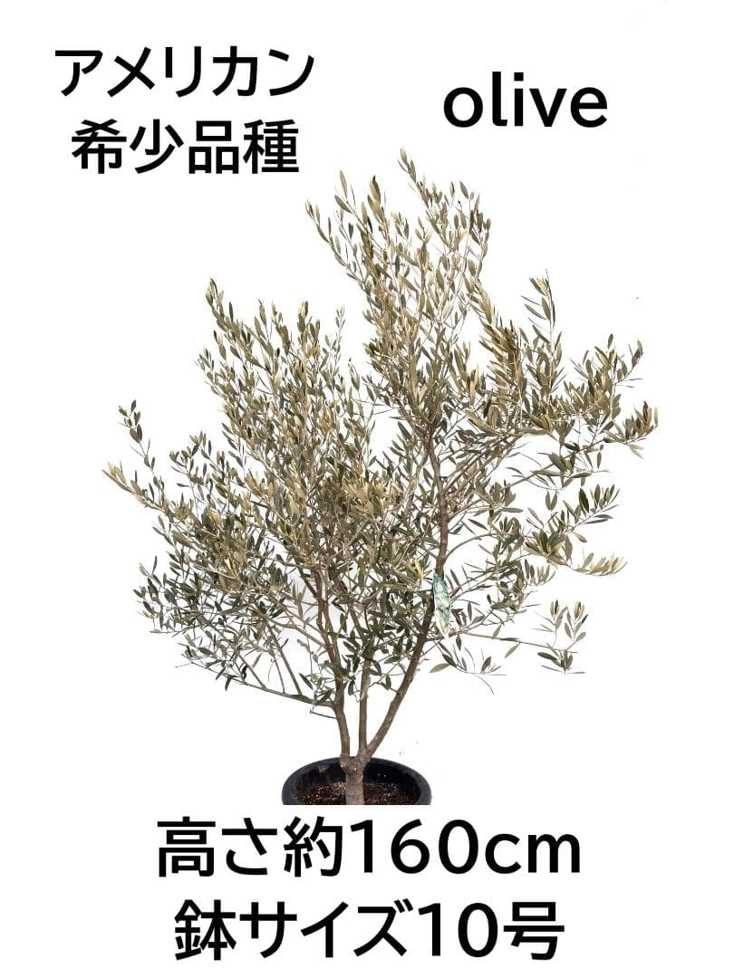 オリーブの木　アメリカン　10号　約160cm　K-336　希少品種　現品掲載