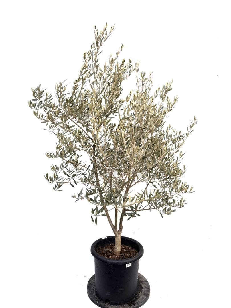 オリーブの木　アメリカン　10号　約160cm　K-336　希少品種　現品掲載